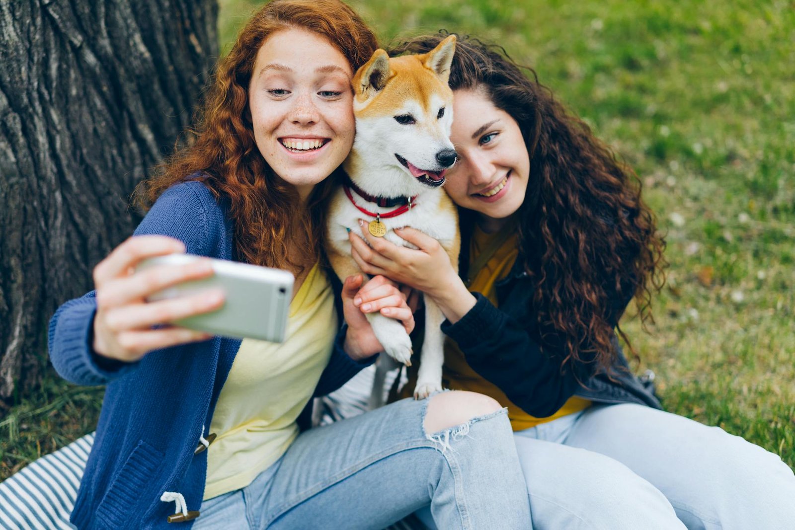 shiba inu